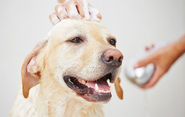 Self-Service Pet Wash